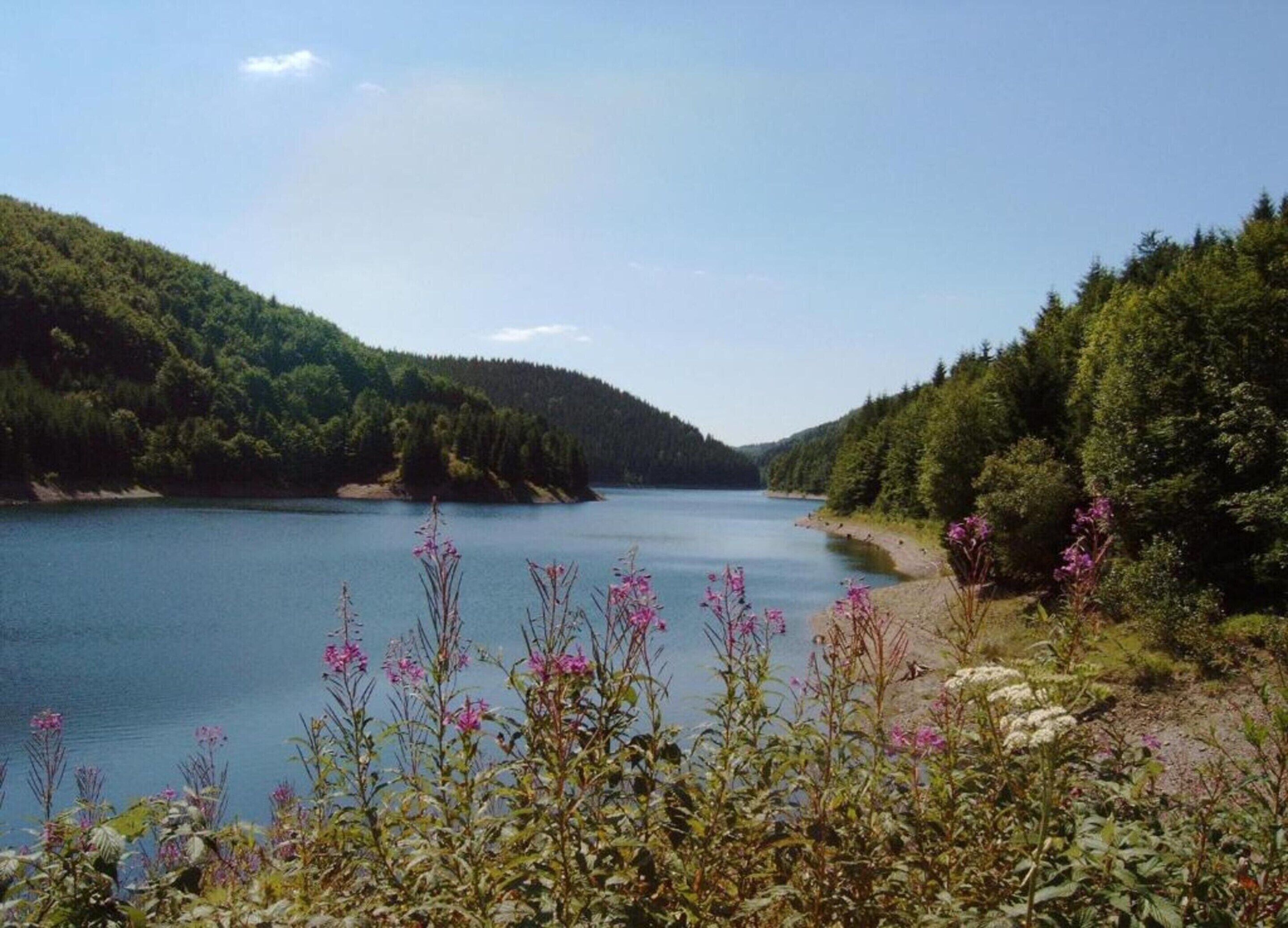 A serene lake surrounded by dense forests and blooming wildflowers.