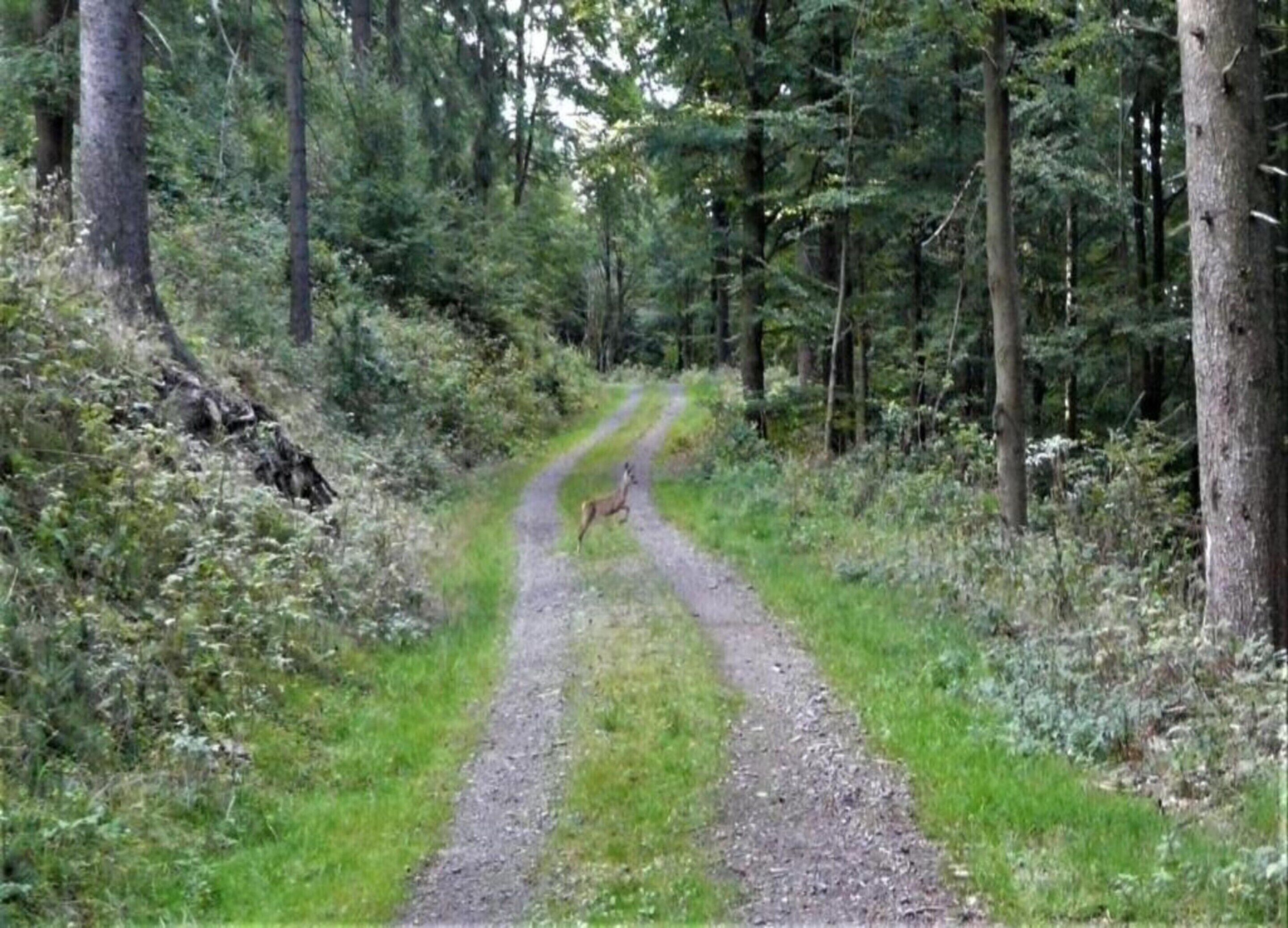 Un sendero arbolado con ciervo cruzando.