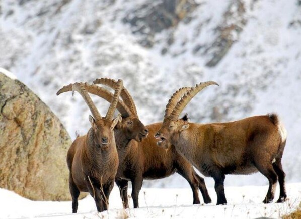 Un grupo de cabras montesas de grandes cuernos de pie en un paisaje nevado.