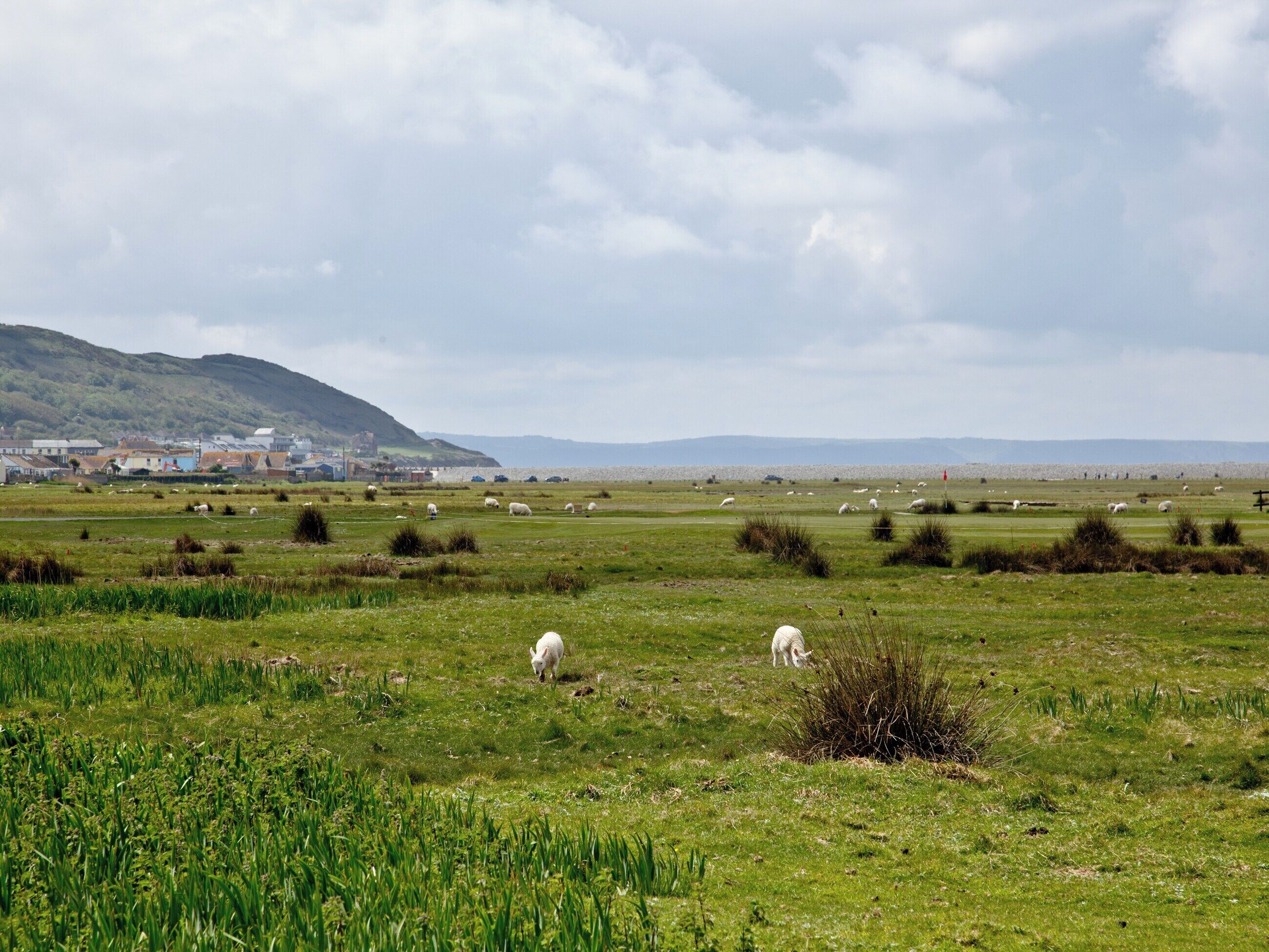 Un paysage rural avec un champ d’herbe, quelques moutons et, au loin, une ville avec des bâtiments et une colline.