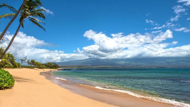Une plage avec une eau d’un bleu limpide, un rivage sablonneux et des palmiers.