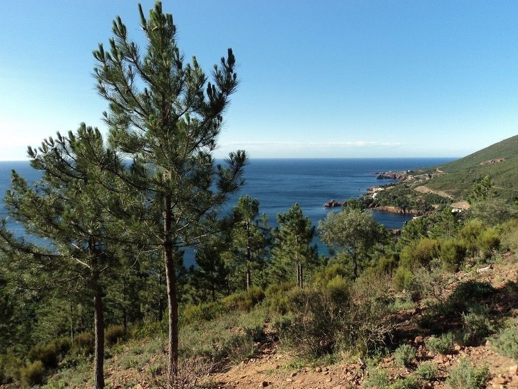 Paisatge costaner amb pi i vista al mar.