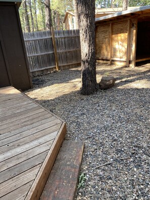 Property grounds - Cute cabin on quiet lot with lots of pines Dog Friendly (Munds Park)