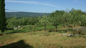 A vineyard with rows of trees and a clear view of the landscape in the background. - Apartment in Krnica Near Beach & BBQ (Marcana)