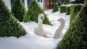 Un jardin enneigé, avec des haies soigneusement taillées et deux sculptures d’oiseaux blanches.
