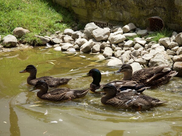 A group of ducks swimming in a pond surrounded by rocks and grass. - Cottage in Todi With Pool and Terrace (Todi)