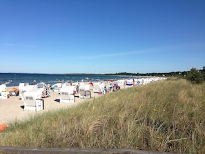 A beach with rows of white lounge chairs, some with visible seat numbers, and a grassy area in the foreground.