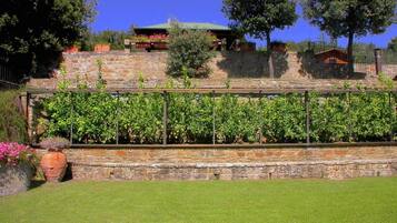 Un muro di pietra con un traliccio metallico che sorregge viti, un prato verde e un edificio con tetto verde sullo sfondo.