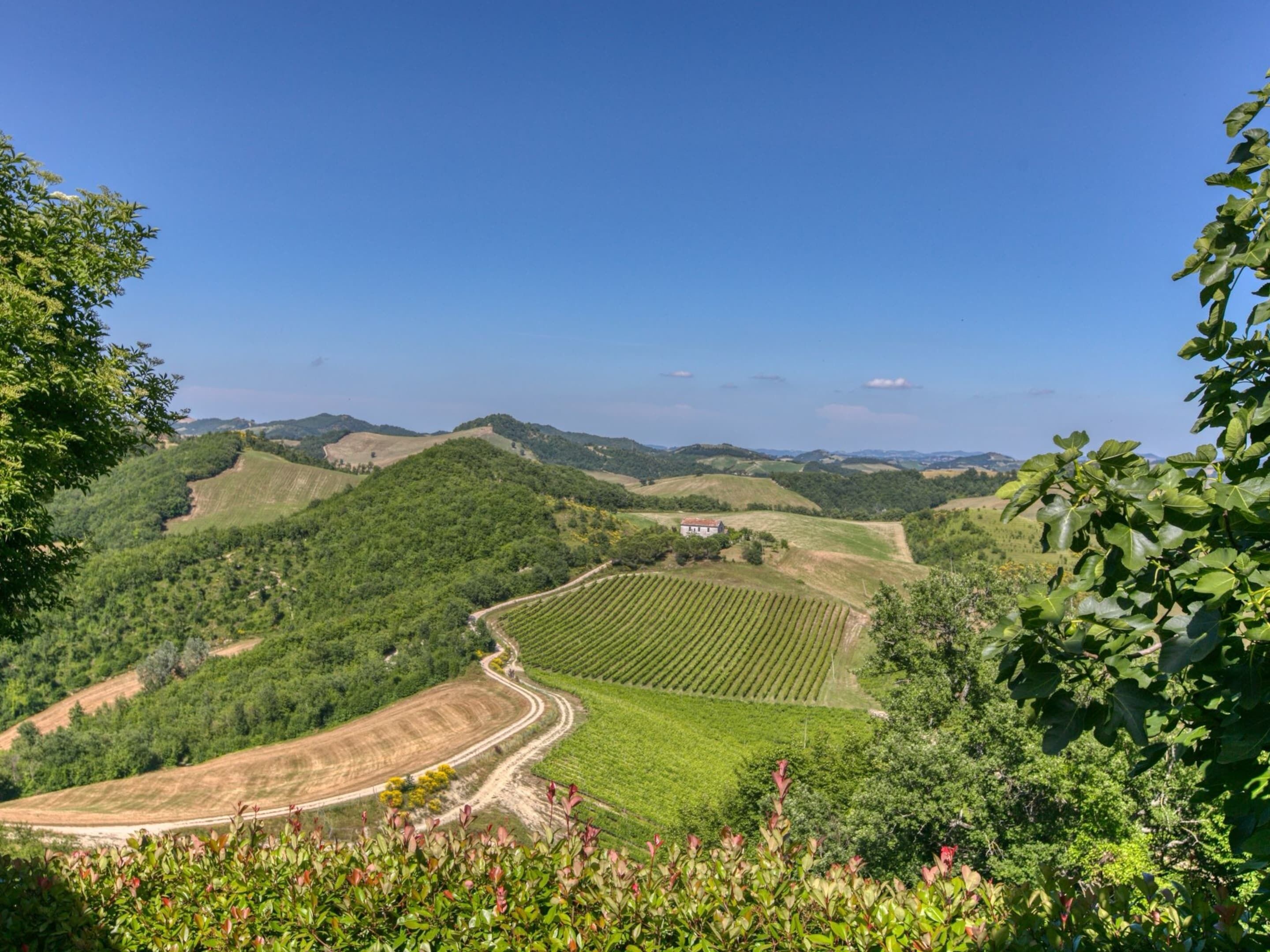 A vineyard landscape with terraced fields and a winding road.