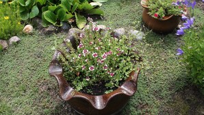 A garden with various plants and a decorative pot. - Wohnung mit Eigener Terrasse in Wismar (Wismar)