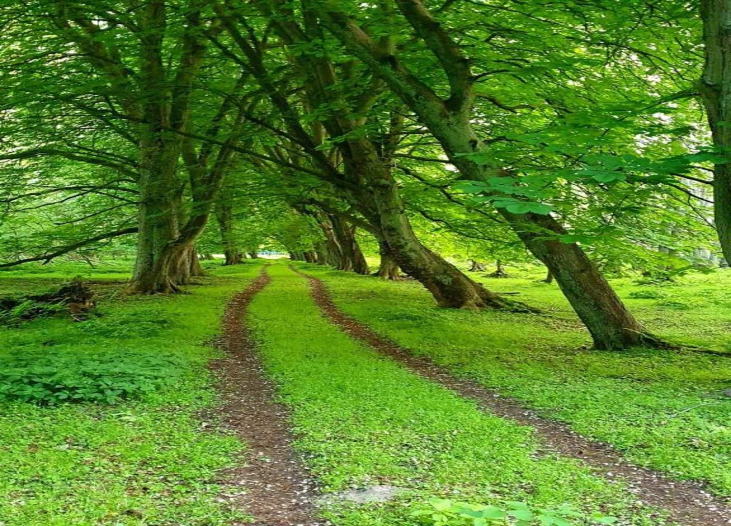 Un sentier qui traverse une forêt, avec des arbres de chaque côté.