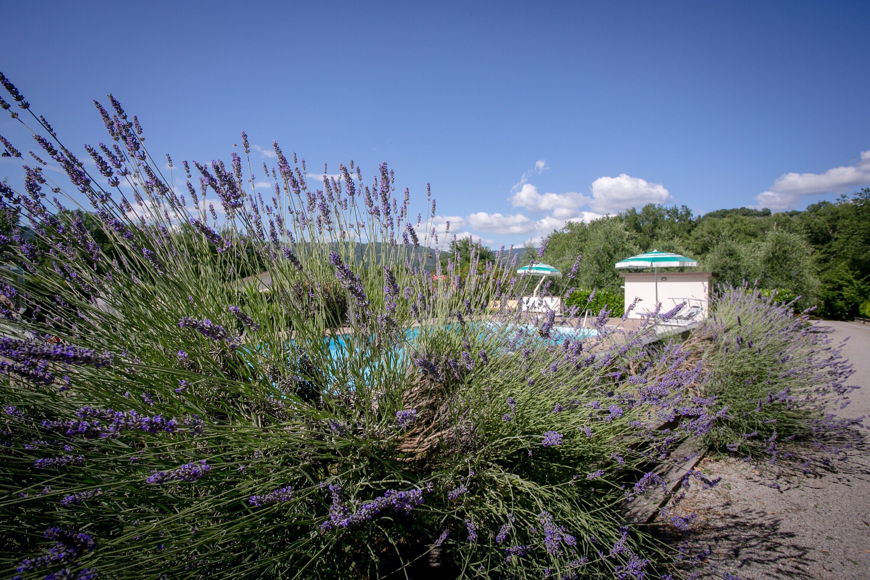 A pool area with a white building and a blue umbrella.