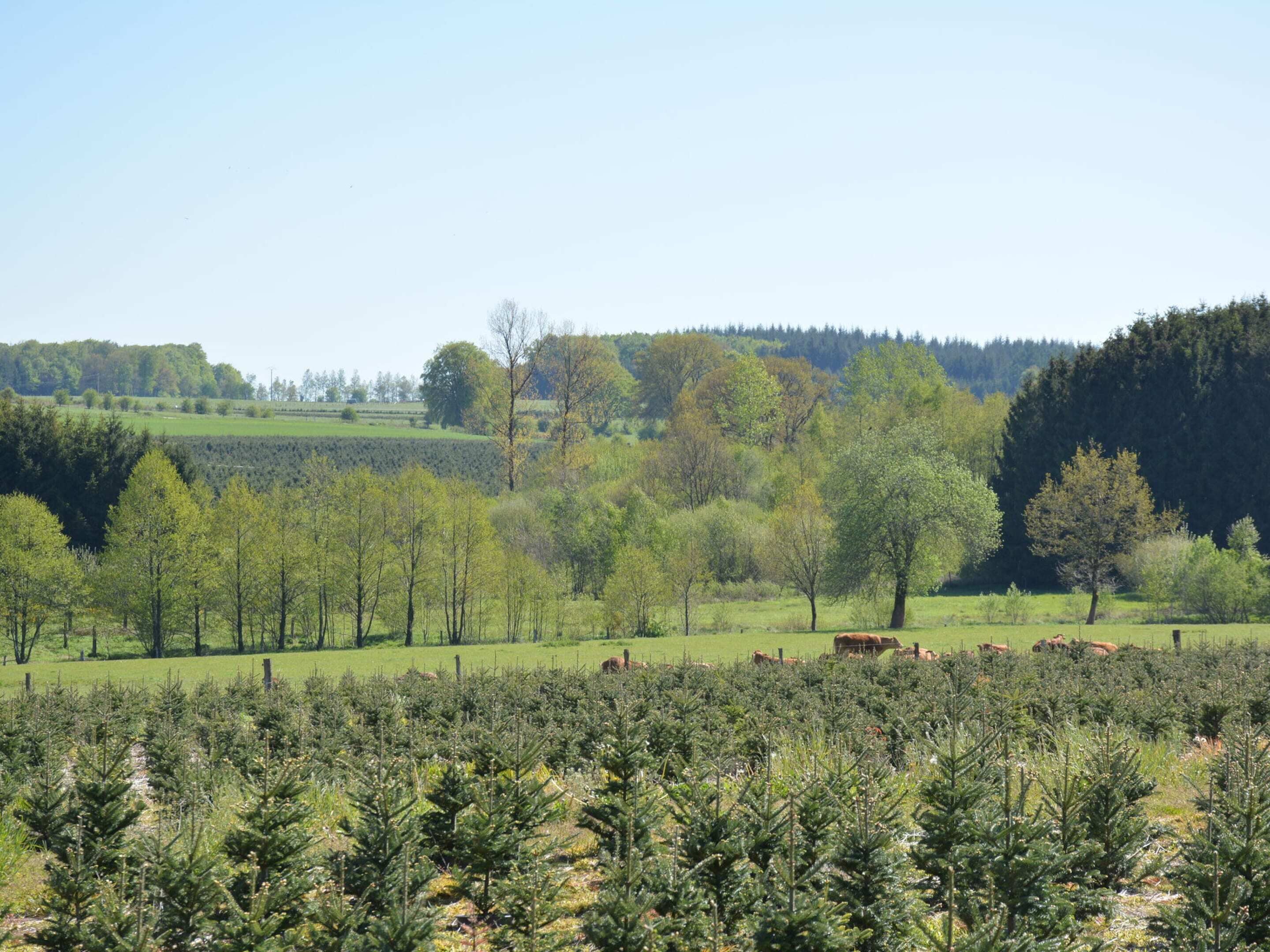 A rural landscape with young trees and grazing cattle.