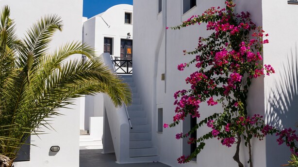 A white building with a staircase leading to a door, surrounded by white walls and a small garden with pink flowers and a palm tree. - Soulis Hotel (Santorini)
