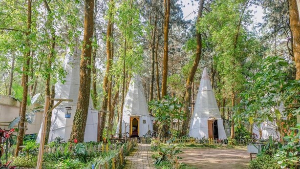 Une zone boisée avec des structures coniques blanches, un chemin pavé et diverses plantes.
