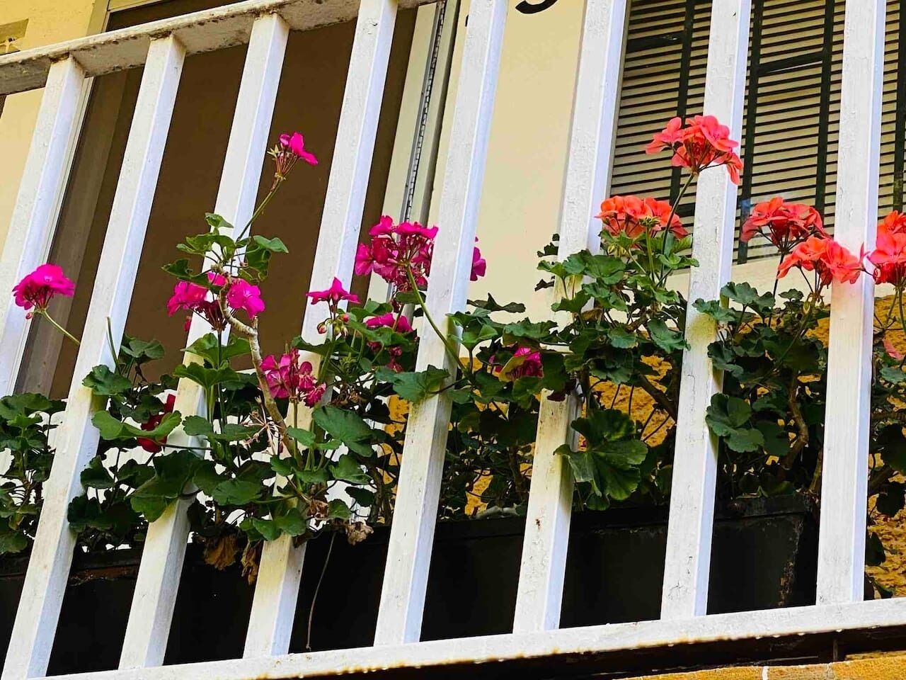 A balcony with white railings and pink and red flowers growing along the edge.