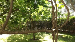 A tree-lined outdoor area with a grassy ground. - GARDEN APARTMENT with 3 bedrooms (Budva)