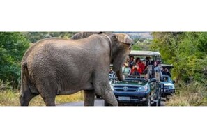 Guests can observe an adult elephant in its natural habitat from the comfort of a safari-style vehicle.