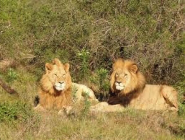 Two lions rest amidst lush surroundings.