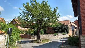 Une rue pavée, avec un grand arbre au centre, bordée de bâtiments en briques surmontés de toits de tuiles rouges.