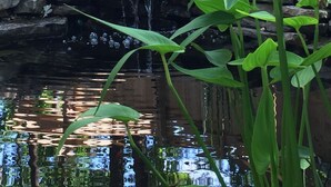 A garden with a small waterfall, rocks, and various plants. - Private & Cozy cabin with Hot Tub-Coffee Bar-Cowboy Pool (Hot Springs)