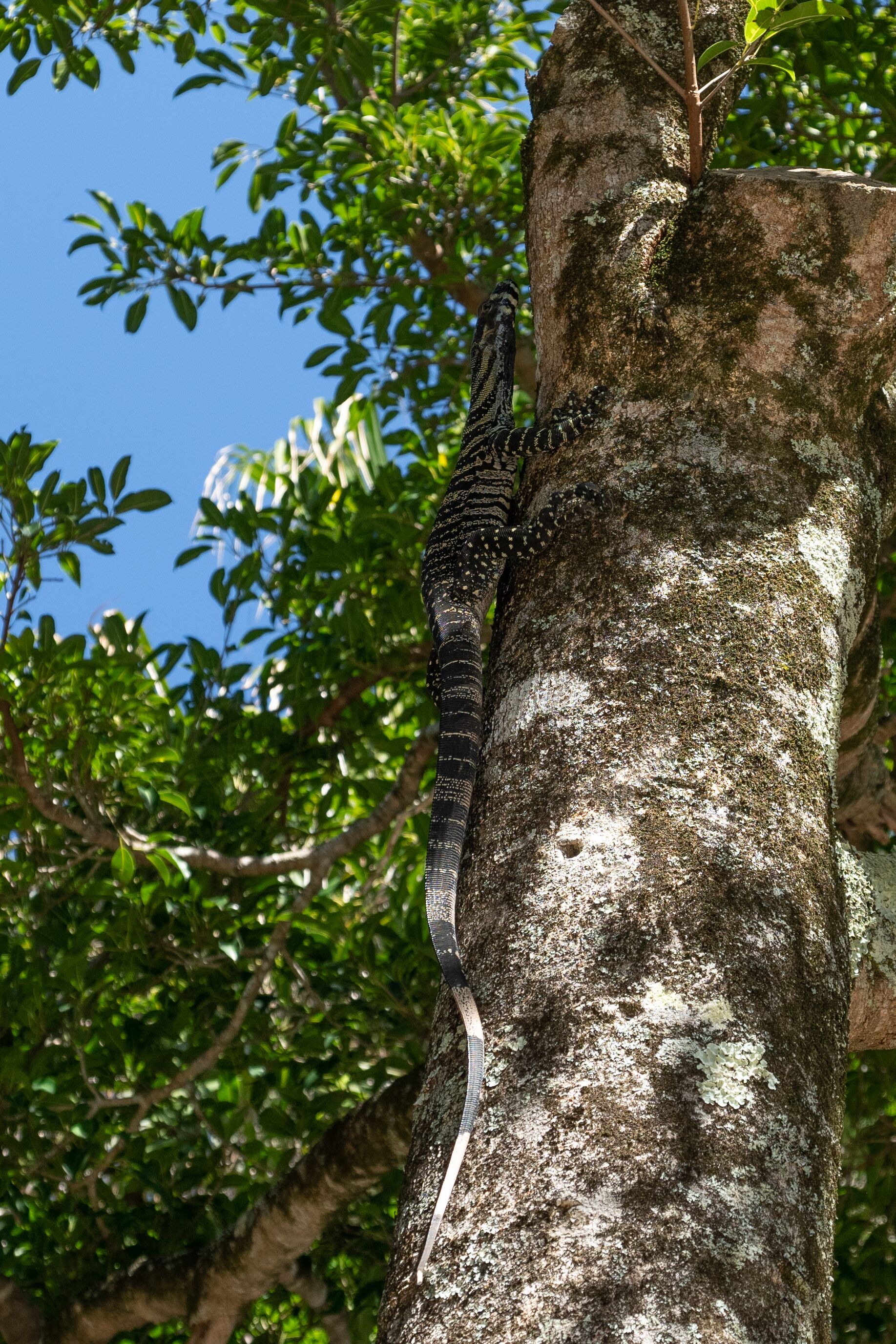 Un tronco de árbol con una lagartija.