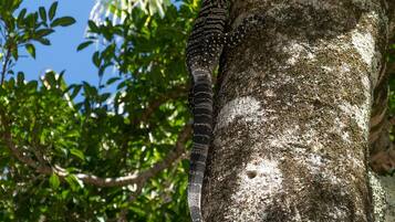 Un tronco de árbol con una lagartija.