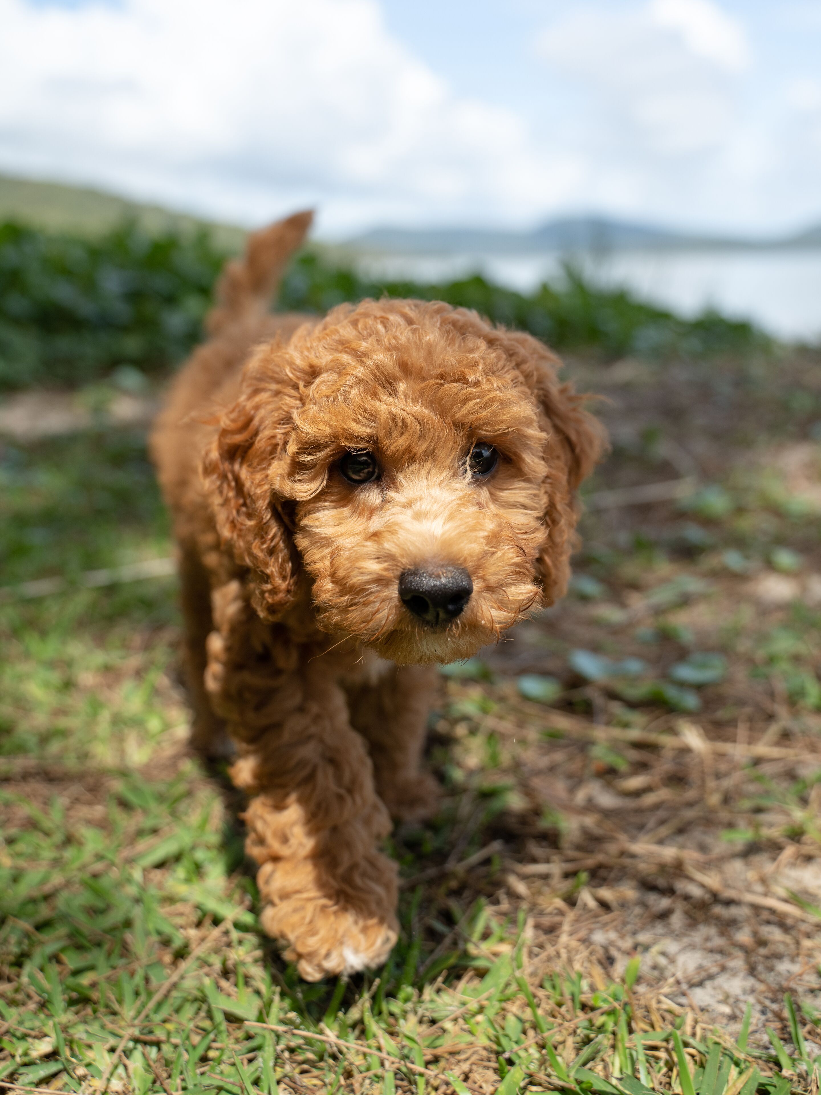 Un cachorro pequeño y rizado caminando sobre césped.