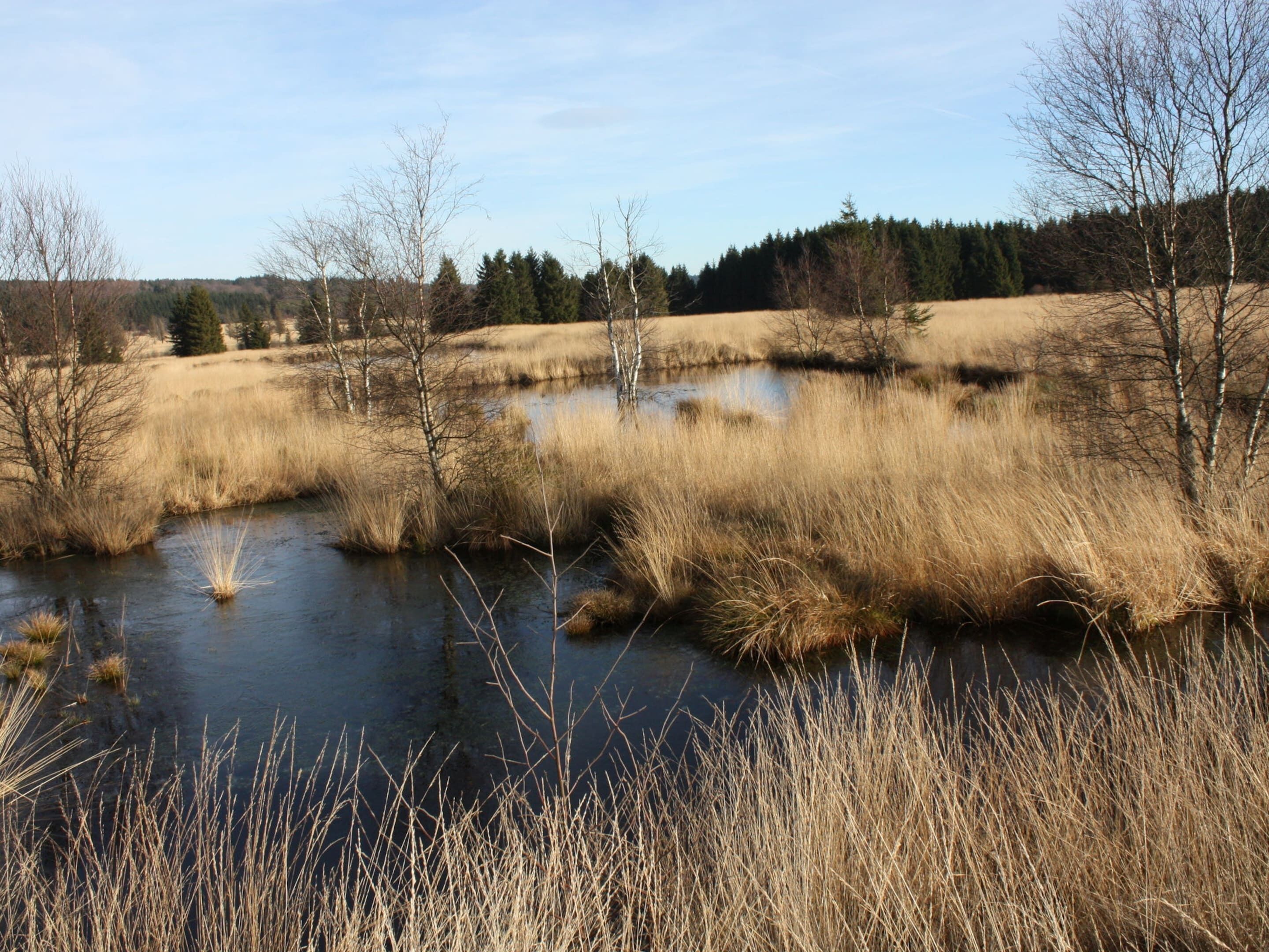 A natural landscape with a small body of water surrounded by tall grasses and trees.
