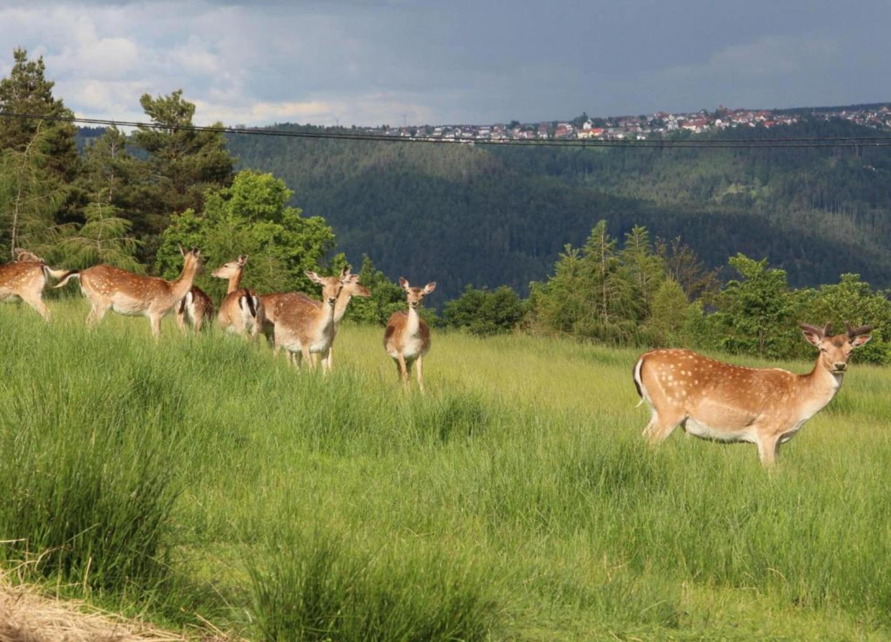 A group of deer in a grassy field with a forested mountain backdrop and a distant town.