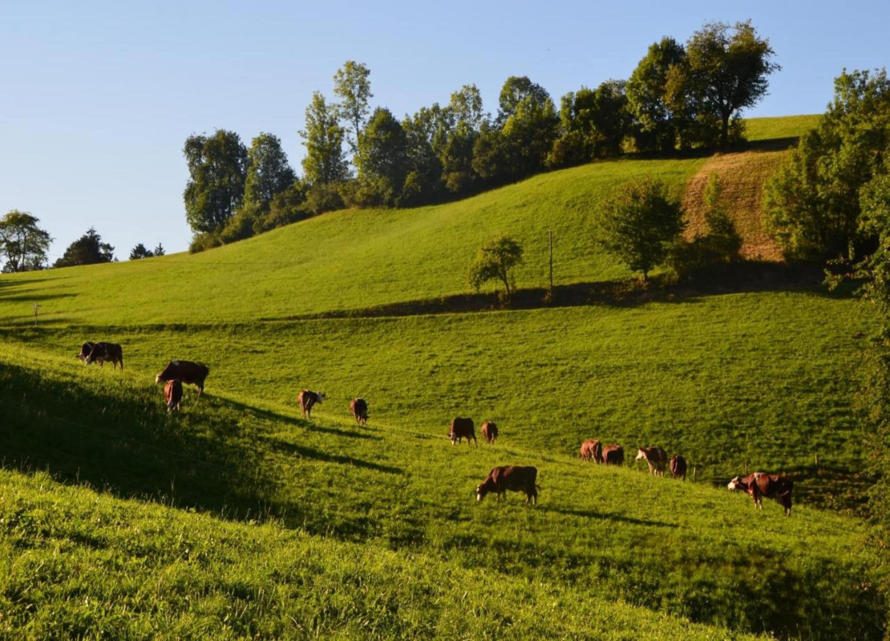 A rural landscape with a grassy hill and trees in the background.