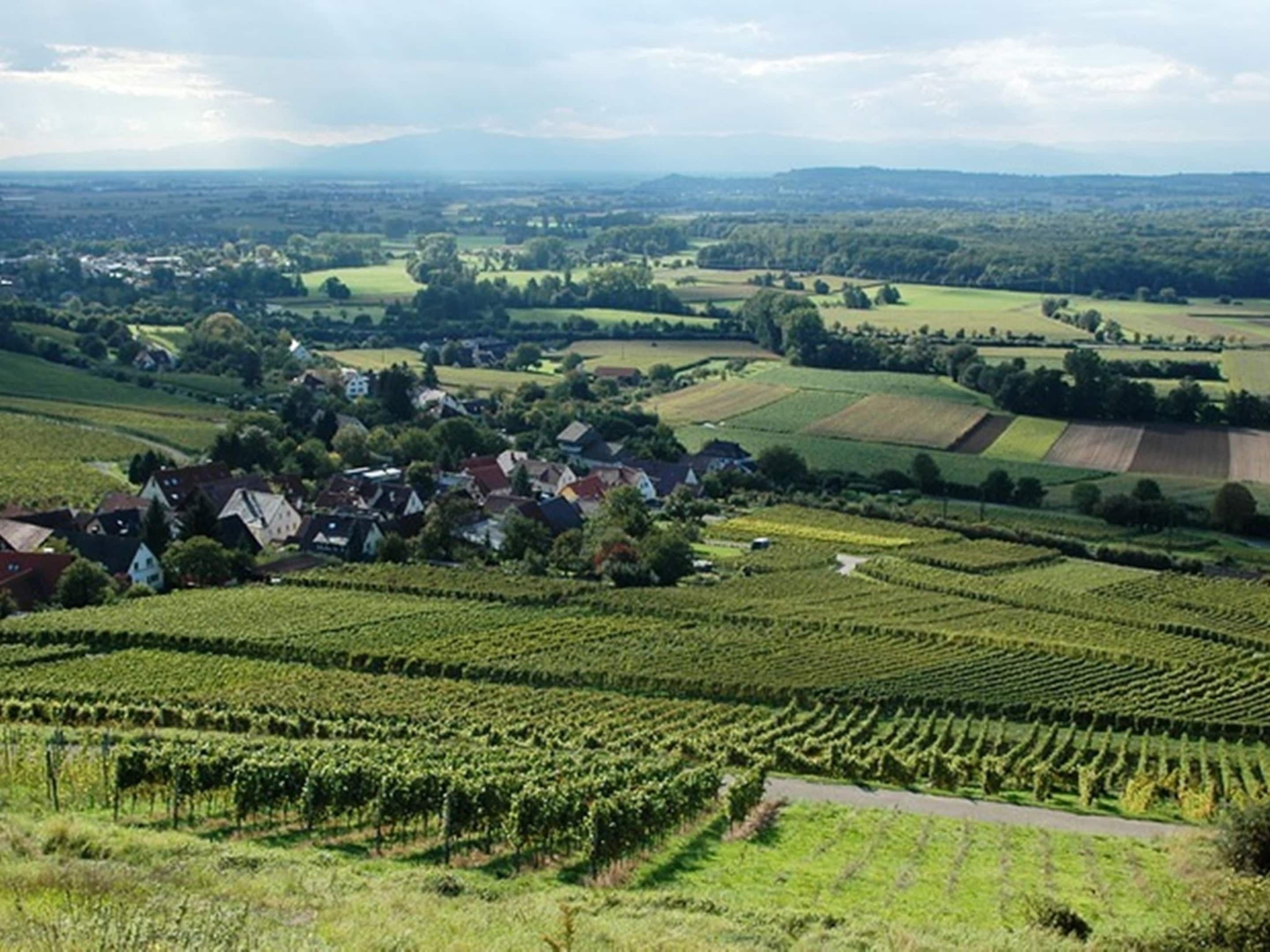 A rural landscape with vineyards, houses, and rolling hills in the background.