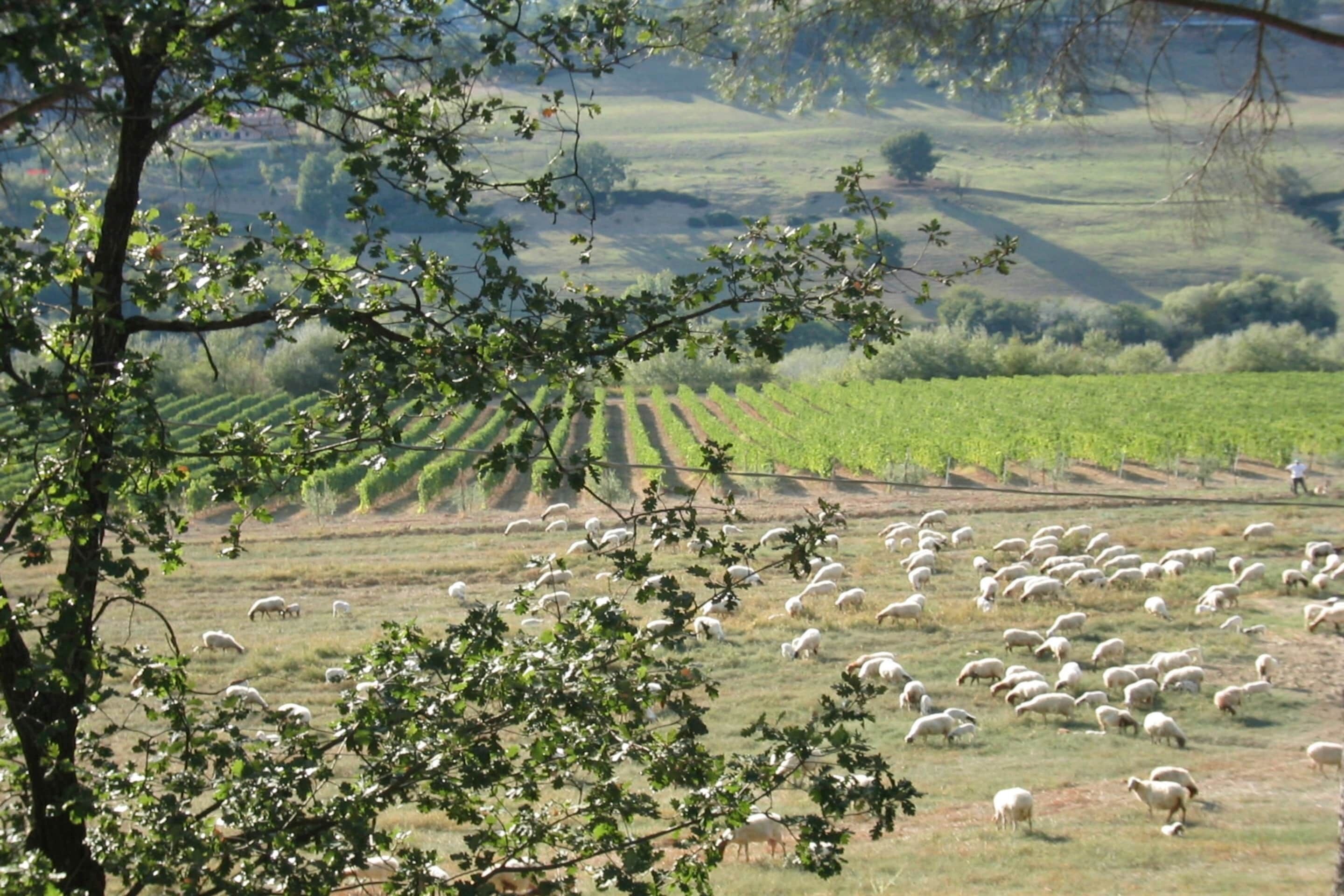 Een landelijk landschap met een schaapherder en een kudde schapen die grazen in een veld, omgeven door bomen en glooiende heuvels.