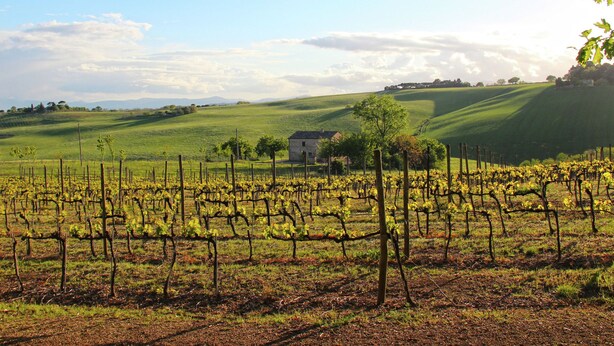 Exterior - Luxurious Mansion in Montecassiano With Private Garden (Montecassiano)