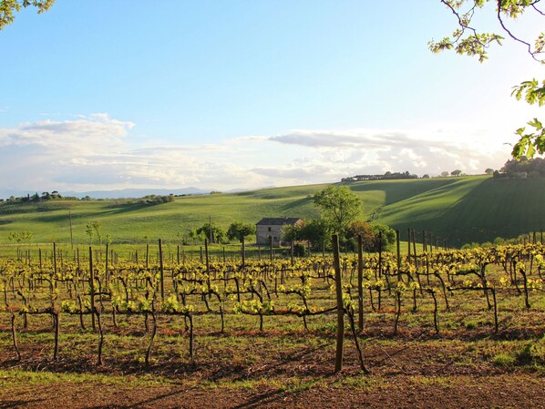 Exterior - Luxurious Mansion in Montecassiano With Private Garden (Montecassiano)