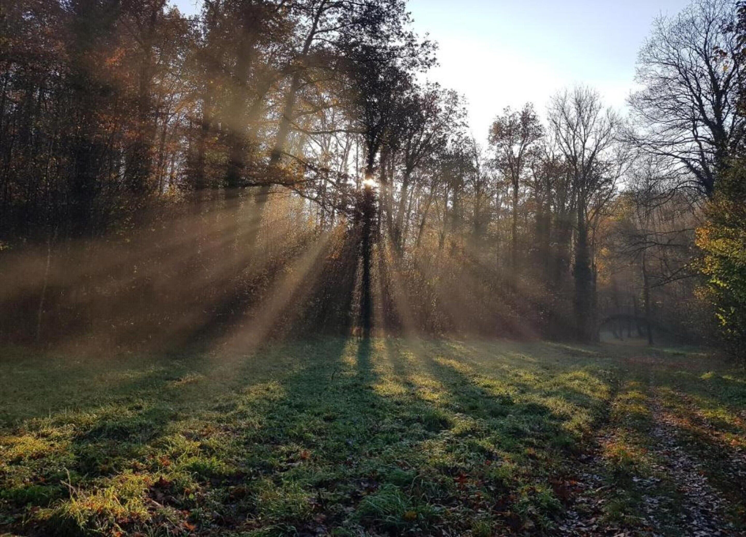 Un bosque con luz del sol filtrándose entre los árboles.
