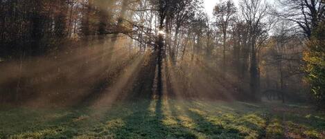 Un bosque con luz del sol filtrándose entre los árboles.