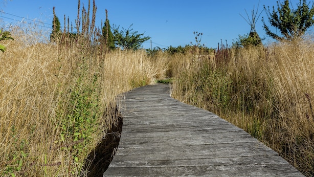 A wooden boardwalk through a grassy area with tall plants and trees. - Spacious Countryside Farm Stay (Vleteren)