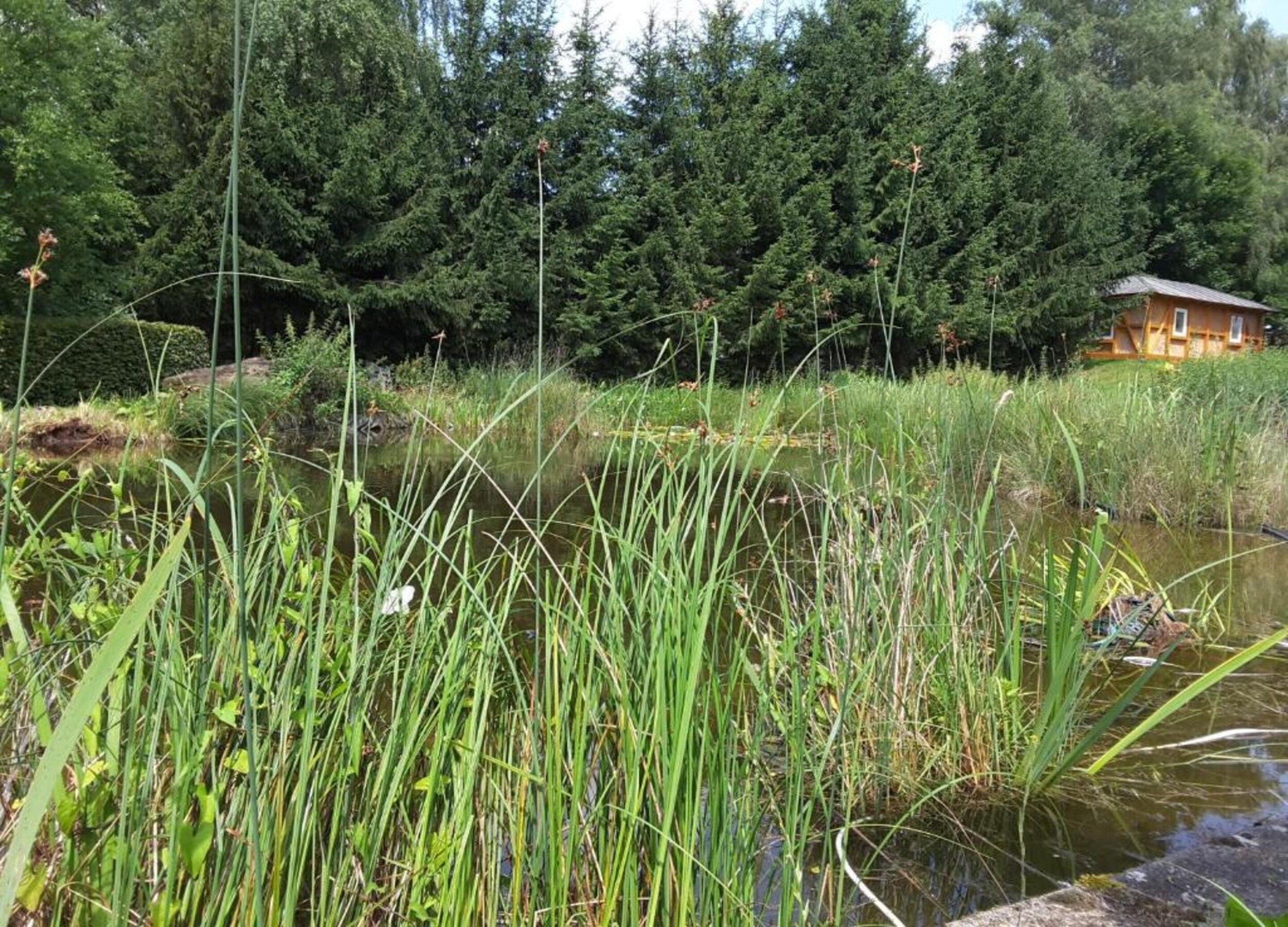 A natural landscape with a pond, tall grasses, and a wooden cabin in the background.