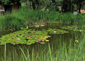 A pond with water lilies and tall grasses. - Landhaus Nahe Sababurg Schloss (Trendelburg)
