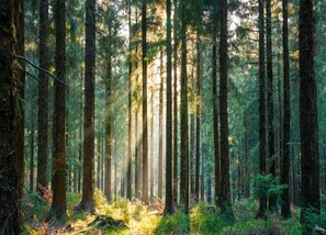 Apartment | View from property - Ferienwohnung im Malerischen Kniebis (Freudenstadt)