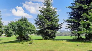 Ein grasbewachsenes Feld mit Bäumen und blauem Himmel.