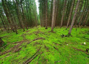 House | View from property - Ferienhaus in Tannesberg for 4 Personen (Tannesberg)