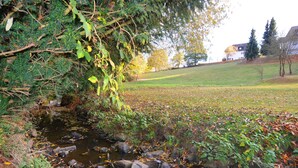 A small stream with rocks and foliage, surrounded by trees and a grassy field.