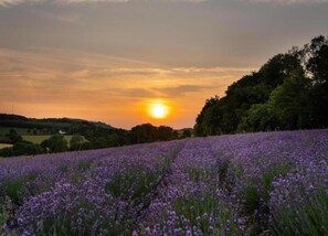 A lavender field at sunset with a clear sky.