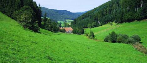 Un paisaje rural con una casa rodeada de campos verdes exuberantes y colinas boscosas.