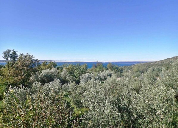 A coastal landscape with dense shrubbery and a clear view of the sea.