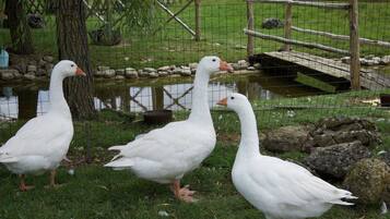 Apartment | Property grounds