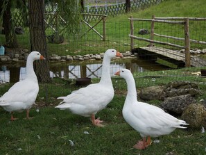 Appartamento | Parco della struttura