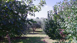 Un frutteto con alberi carichi di frutta e un sentiero erboso.